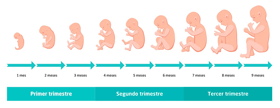 Semana 15 Cambios Fisiologicos Del Bebe Y La Madre Durante El Segundo Trimestre Embarazo Y Maternidad